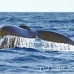 whale_humpback_h_00050_dom2071.jpg
